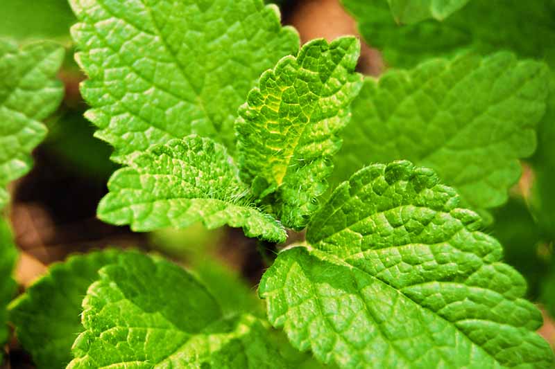 A close up picture of lemon balm leaves in bright sunlight, on a soft focus background.