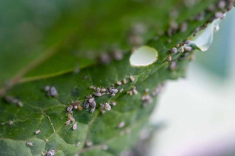 A close up of white aphids on a Brassica oleracea leaf. The tiny bugs are in clusters, the leaf has holes and damage. The background is soft focus.