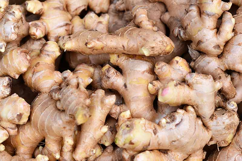 A close up picture of several ginger roots, cleaned of any soil and with their stems cut off.