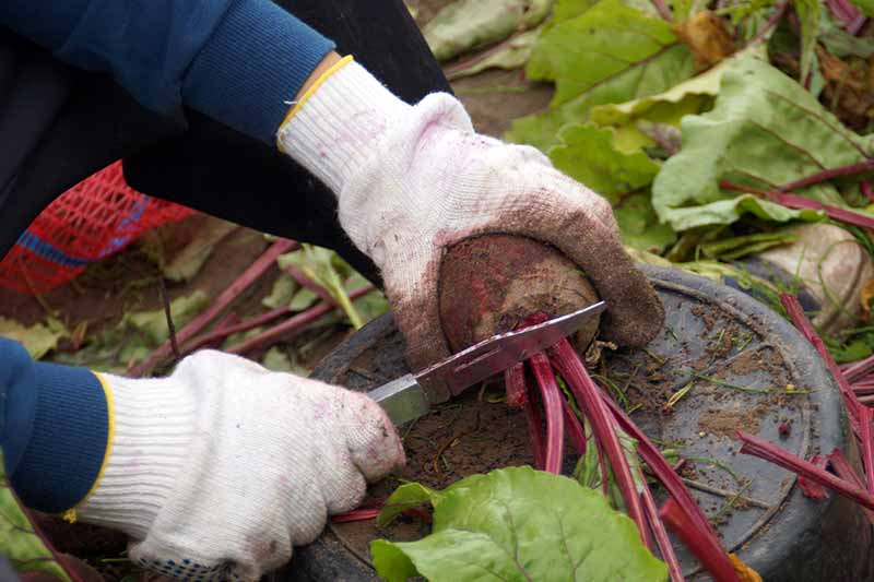 Two hands wearing white gardening gloves from the left of the frame, one is holding a beetroot while the other uses a knife to cut of the stems, leaning on an upturned black bucket. In the background is foliage and stems on the ground.