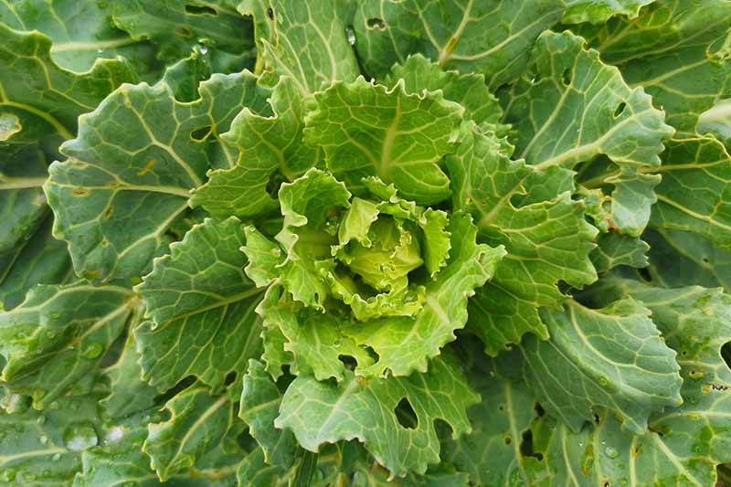 A close up of a damaged cauliflower plant. With no sign of a head forming, the foliage is light green and has holes in the leaves.