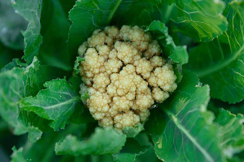 A close up of a cauliflower head that is turning brown and not forming properly. Instead of being white, it is a slightly yellow-brown color, surrounded by dark green foliage.