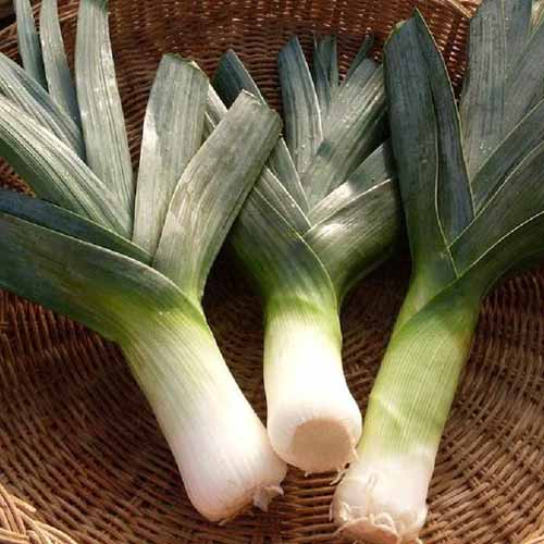 A close up of three 'Early Giant' leeks in a wicker basket, with white ends and dark green foliage.