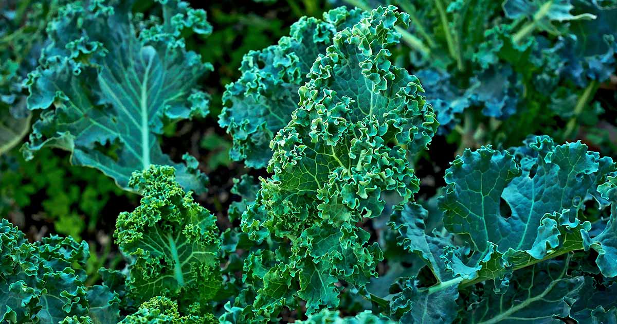 Can You Eat Kale That Has Turned Yellow?