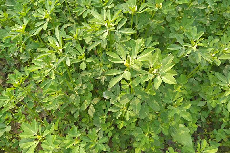 A close up image of fenugreek plants growing in the garden. A mass of bright green leaves in light sunshine.