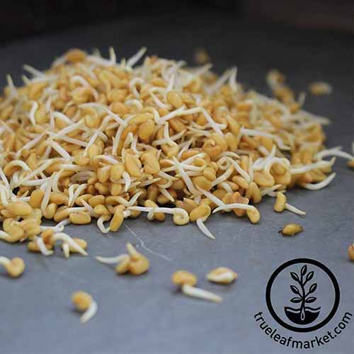 A close up of sprouting fenugreek seeds on a dark gray background. In the bottom right of the frame is a circular logo with black text.