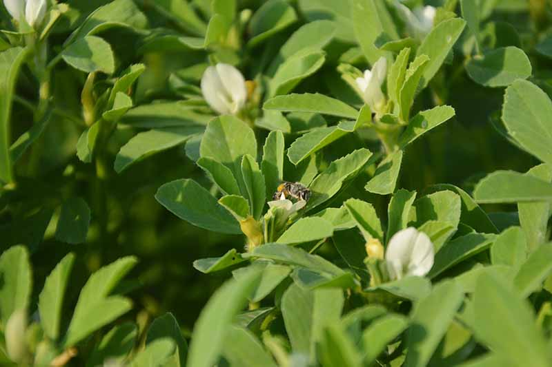 A close up of a bee on a fenugreek plant. Lush green foliage contrasts with tiny white flowers just ready to bloom, in the bright sunlight.