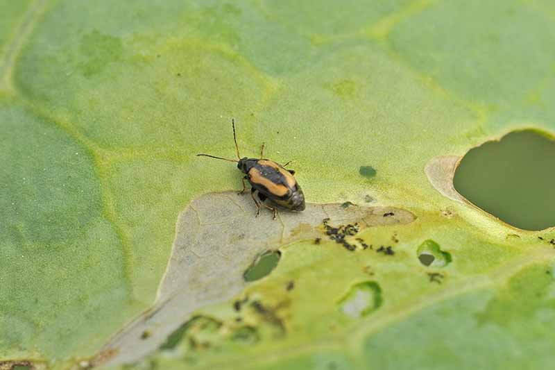 A close up of a black and tan colored striped flea beetle, on a leaf showing the damage it has done. The background is green, with gray areas where the beetle has eaten and some small black spots.