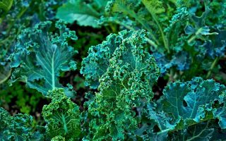 A close up of dark green healthy curly kale plants growing in the garden bathed in light sunshine.