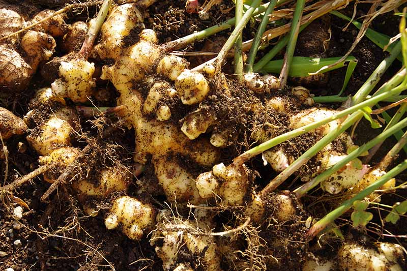 A close up of freshly harvested ginger rhizomes with soil and stems still attached. The background is soil in soft focus.