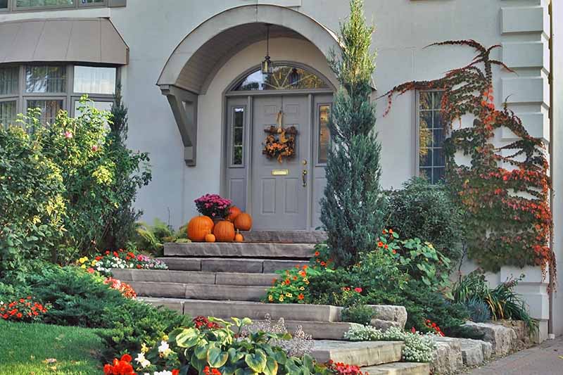 A front porch leading to a gray front door with a wreath. On the stone steps leading up, pumpkins are displayed, bright orange with a plant with purple flowers. Either side of the porch are shrubs, creepers, and flowers providing splashes of color.
