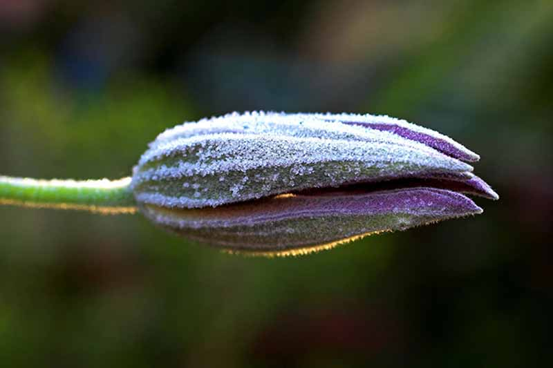 A close up of a clematis bud, with a light dusting of frost on it in light sunshine. The background is soft focus dark green.