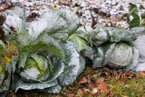 A close up of two cabbages growing in a winter garden with frost on the leaves. In the background is frosty earth with some fallen leaves.