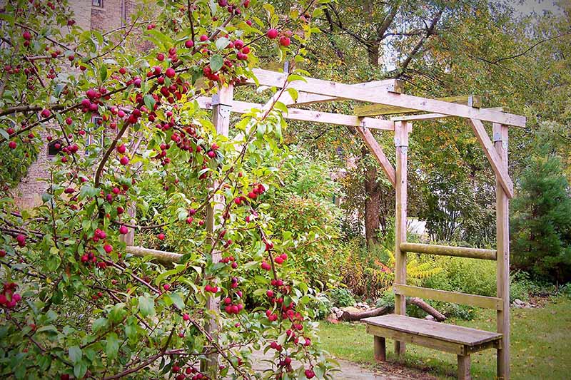 A wooden trellis with a bench seat, surrounded by vines with red berries. In the background are trees and vegetation in soft sunshine.