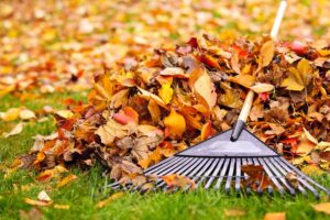 Close up of a rake, with a wooden handle, and autumn leaves raked into a pile, with grass and soft focus leaf fall in the background.