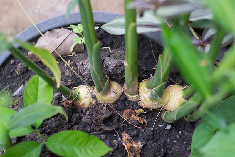 A close up of a black pot with dark rich soil and ginger crowns appearing above the soil, with green stems growing out of them. The background is green foliage in soft focus.
