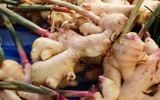 A close up of ginger rhizomes on a blue surface. The roots have started to sprout and the stems are pink at the bottom, contrasting with the green further up.