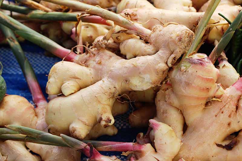 Taking care of ginger plants
