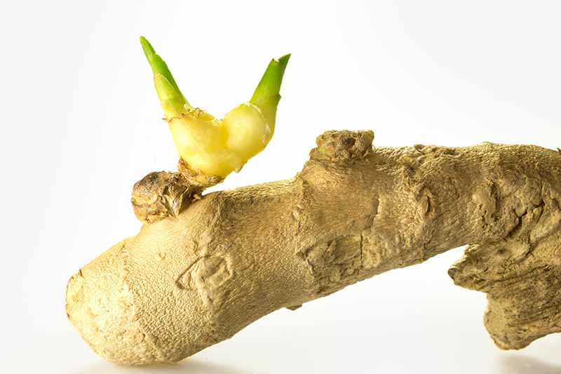 A close up of a piece of root ginger with a small green shoot growing from it, on a white background.