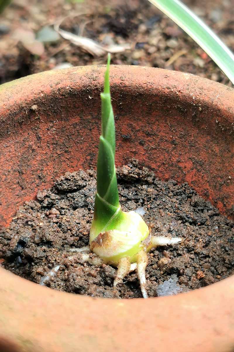 A close up of a Zingiber officinale root sprouting a stem out of the rhizome. The crown is visible above the dark soil in a terra cotta pot. The background is soil in soft focus.
