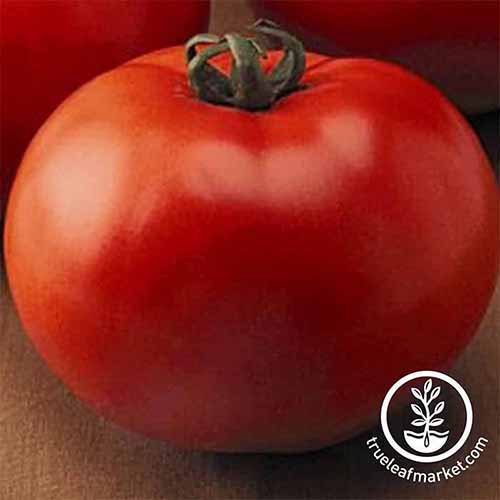 A close up of a red 'Goliath' tomato, the red fruit filling the frame on a wooden surface. At the bottom right of the frame is a circular logo with white text.