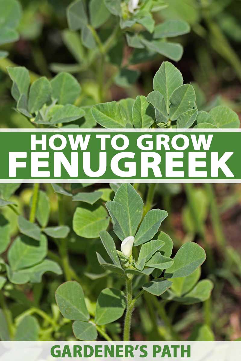 Seasons Fenugreek Fenugreek Trigonella Foenum Graecum 100 Seeds Easy to Grow Plant Meaningful Gift. 