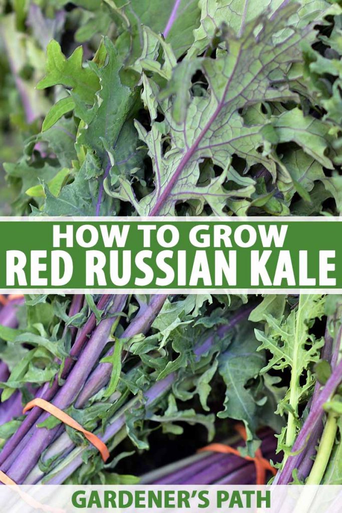 A vertical close up picture of bunches of harvested 'Red Russian' kale. The purple stems and veins contrast with the light green leaves. To the center and bottom of the frame is green and white text.