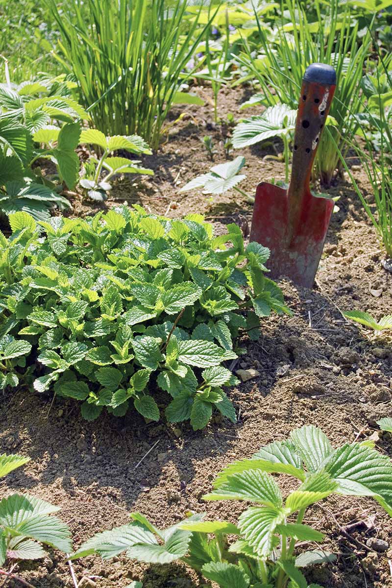 A vertical picture of a garden bed, in the center is a Melissa officinalis plant and a small trowel in the soil. In the background, green leaves of other plants and soil in between them in bright sunshine.