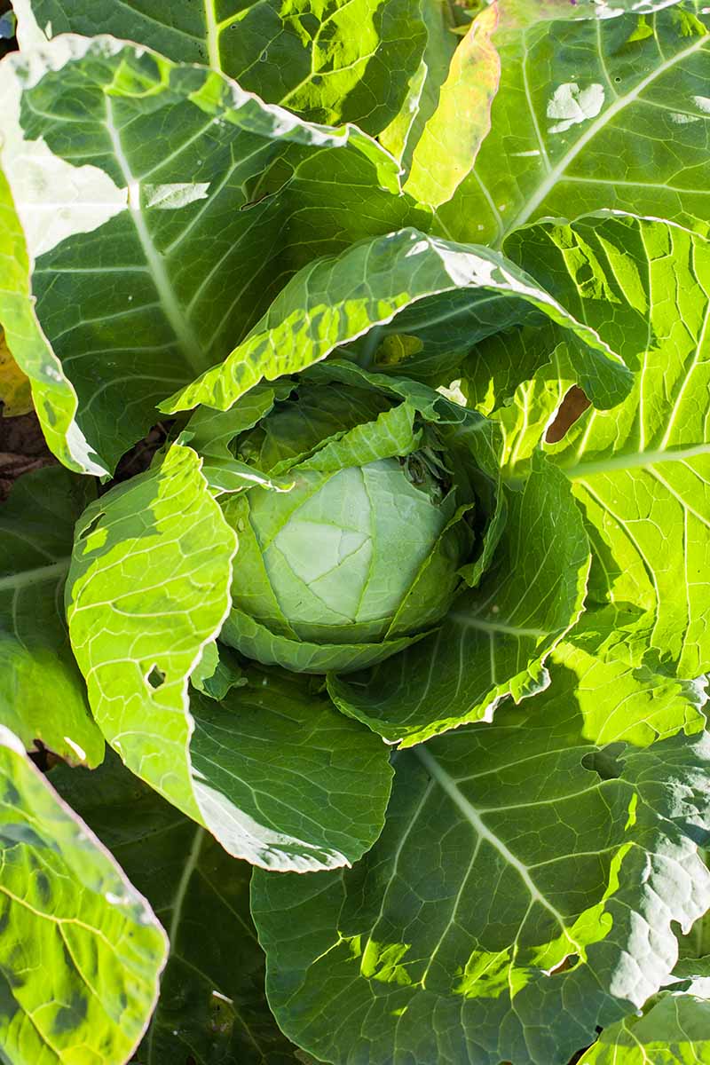 A vertical image showing a mature cabbage head bathed in bright sunshine. The large outer leaves are dark green while the inner leaves, tight around the head are light green.