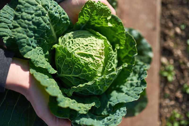 Two hands holding a freshly harvested savoy cabbage head, with dark green leaves. The background is a wooden fence and soil in soft focus.