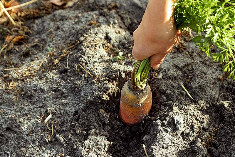 A hand from the right of the image holding the green top of a carrot and gently pulling it out of the soil. The background is dark soil in light sunshine.