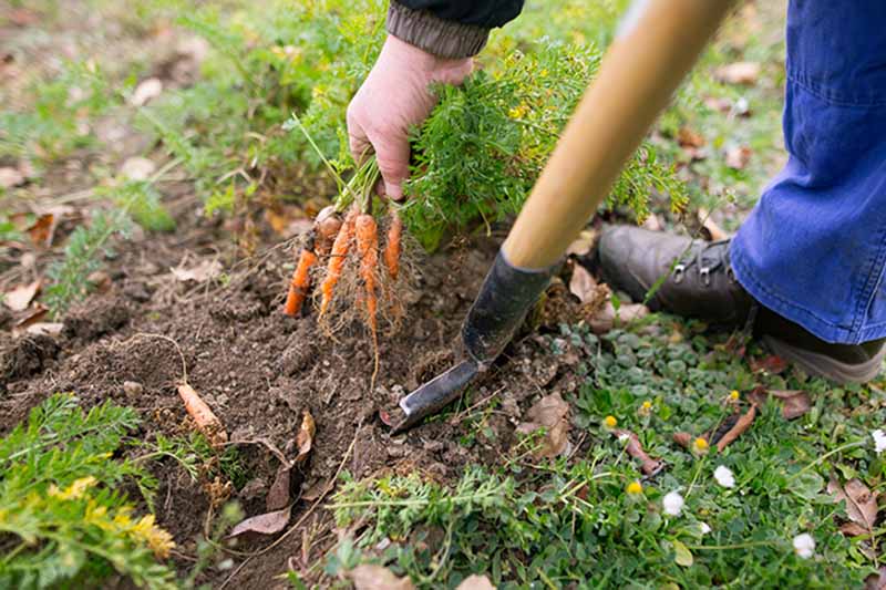 A hand and a spade from the right of the frame, the hand holding a bunch of freshly dug carrots pulling them out of the earth. A shoe and blue trouser bottom in the background, with soil and grassy vegetation all around.