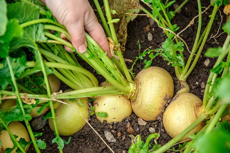 How to Harvest Turnips   Gardener s Path - 12