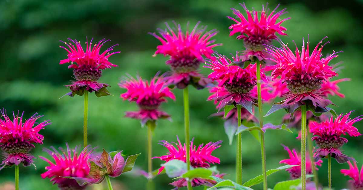 Growing Bee Balm Plants How To Grow And Care For Bee Balm Monarda A