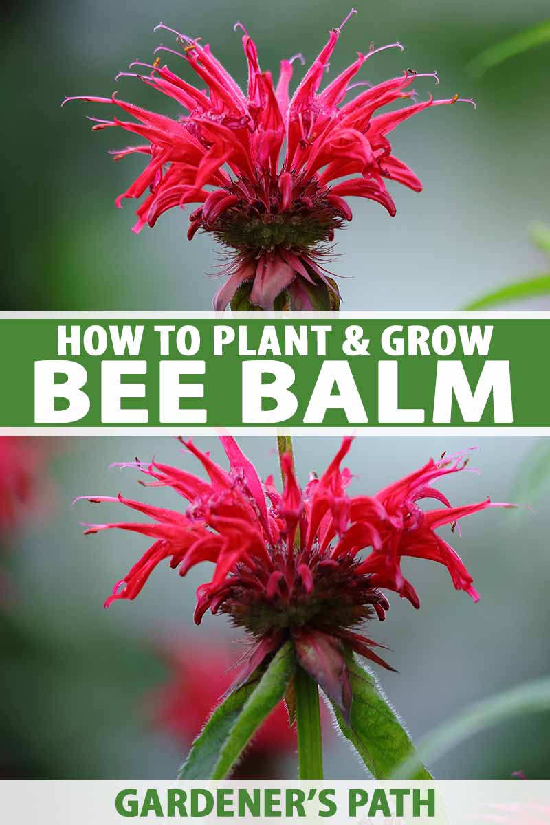 How To Plant And Grow Bee Balm Gardener S Path