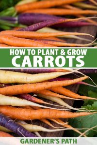 carrots pousser carottes wider supermarket much gardenerspath
