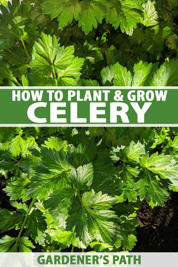 A close up of a celery plant growing in soil, with dappled sunlight on the bright green leaves, and dark soil in the background. To the center and bottom of the frame is green and white text.