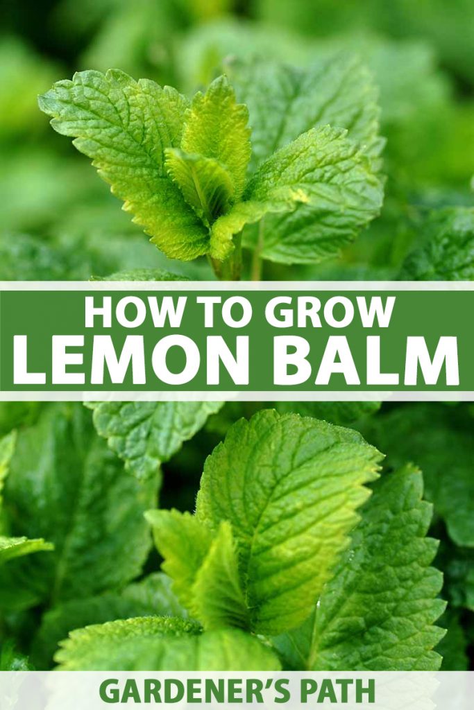 How To Grow Lemon Balm Gardener S Path