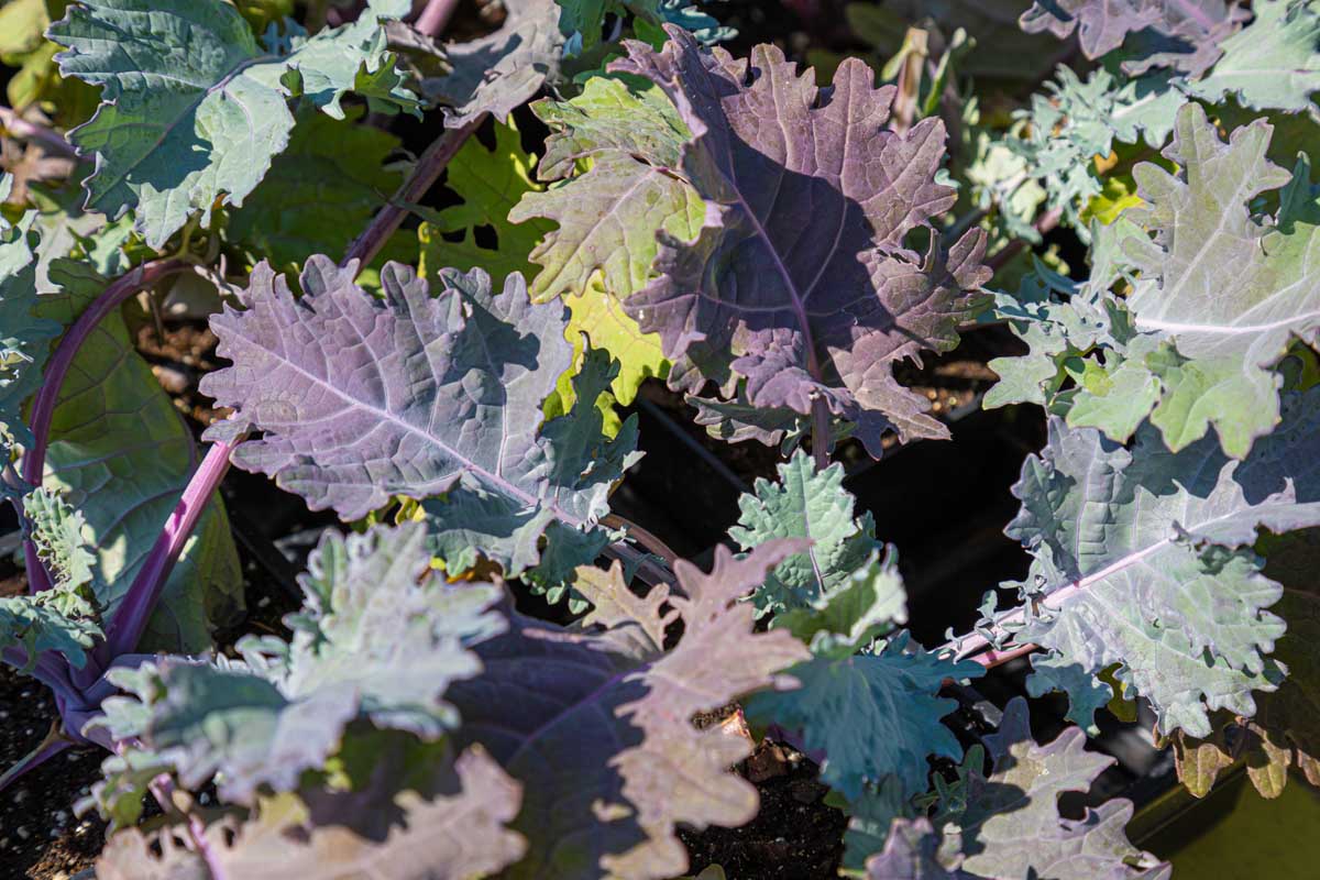 Close up picture of Russian red kale leaves growing on the plant. Ranging from light green to pale purple, the flat leaves with jagged edges are pictured in bright sunshine.