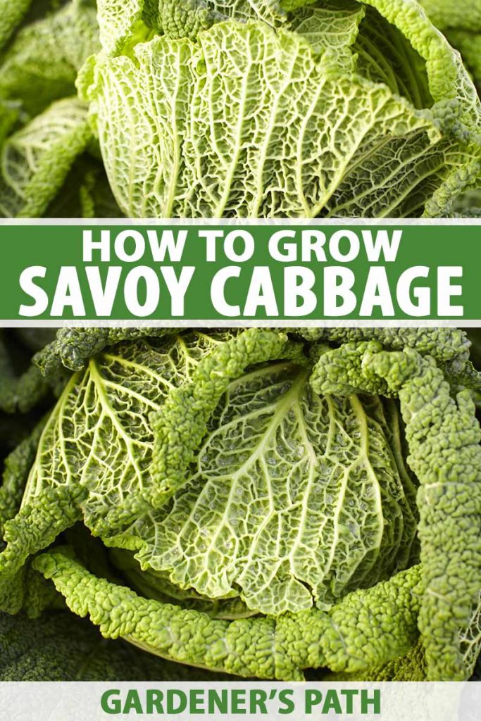 A vertical close up picture of two harvested savoy cabbage heads in bright sunlight. To the center and bottom of the frame is green and white text.