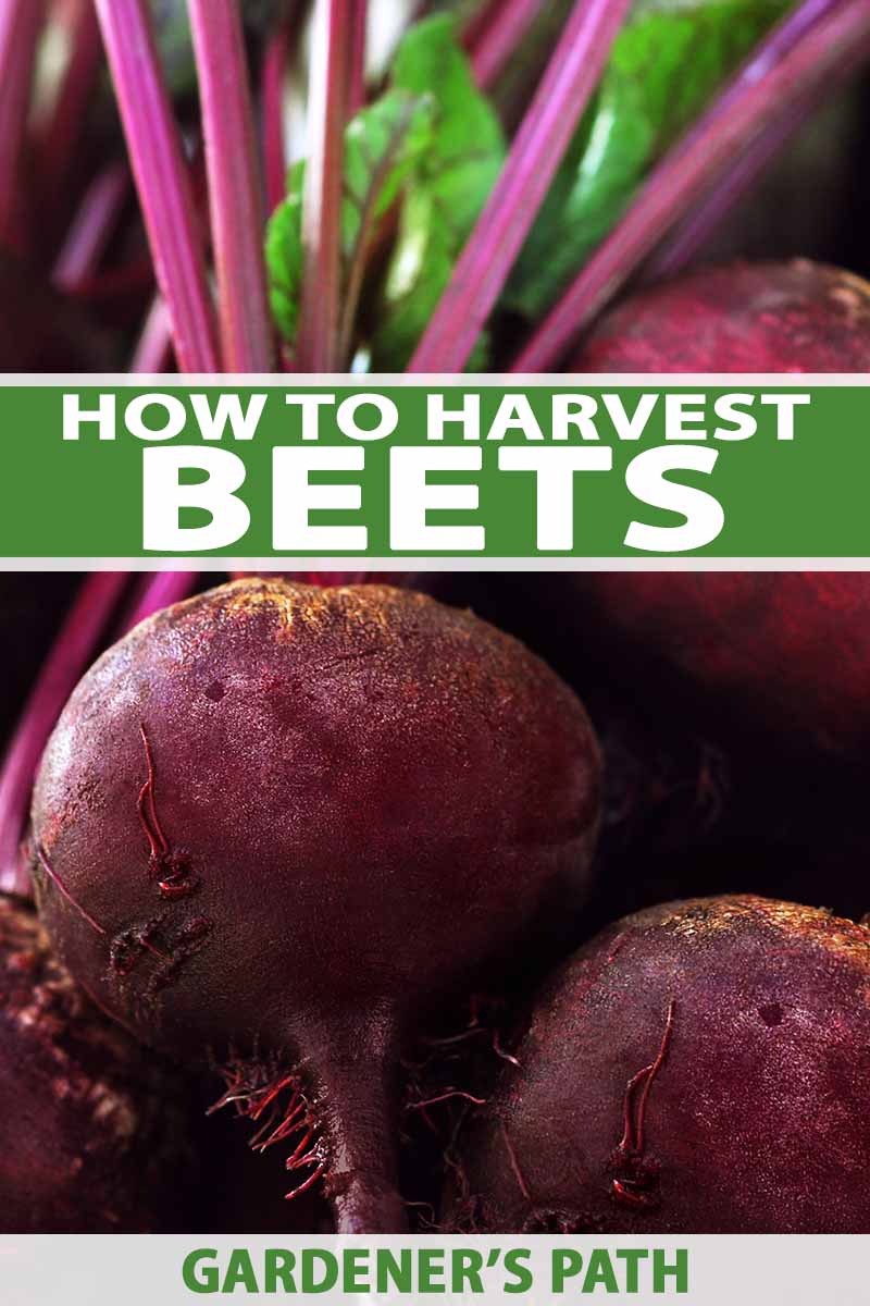 A vertical image showing a close up of freshly harvested beets, their stems still attached. To the center and bottom of the frame is green and white text.