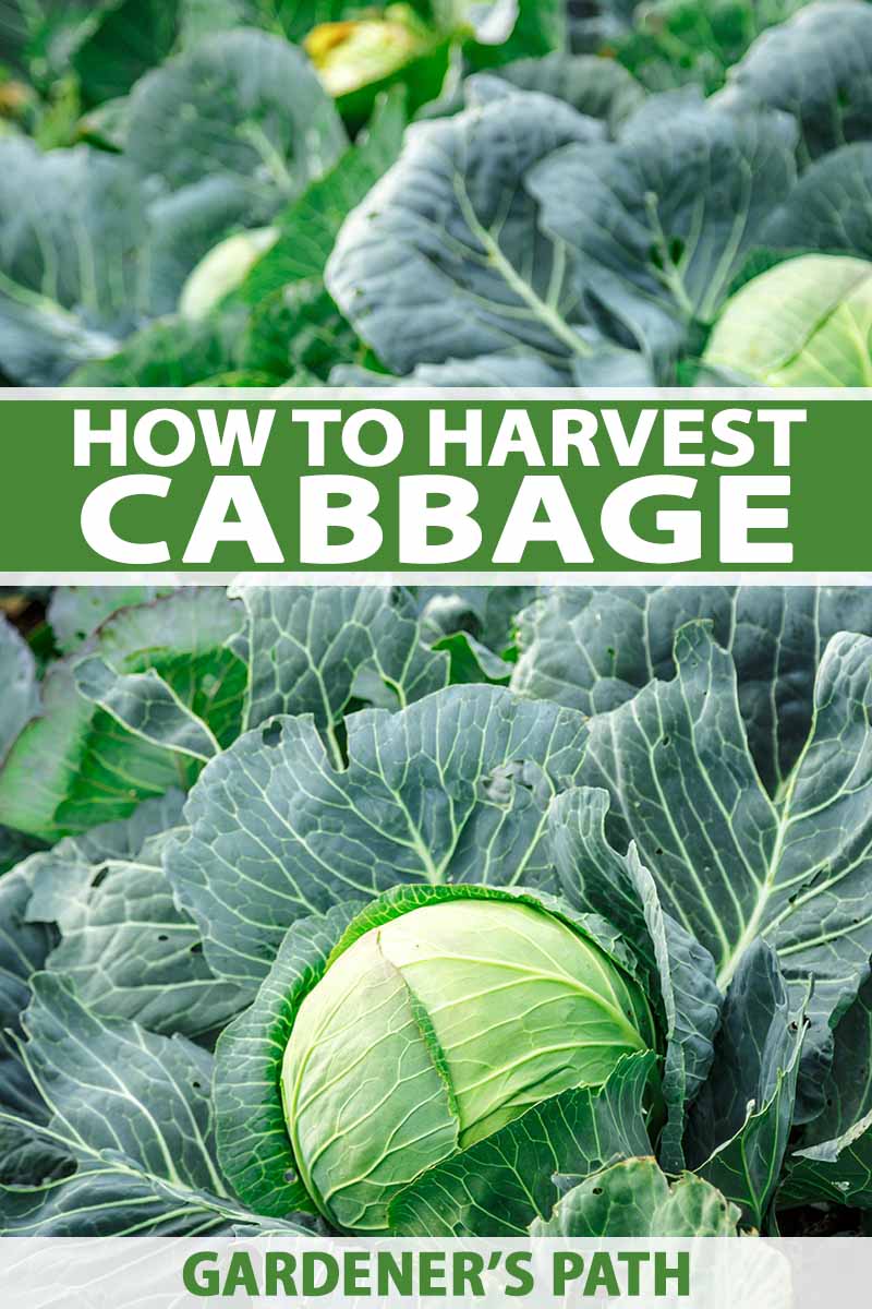 A vertical image of a row of cabbages, their large dark green leaves contrasting with the light green leaves tight around the mature heads. To the middle and bottom of the frame is green and white text.