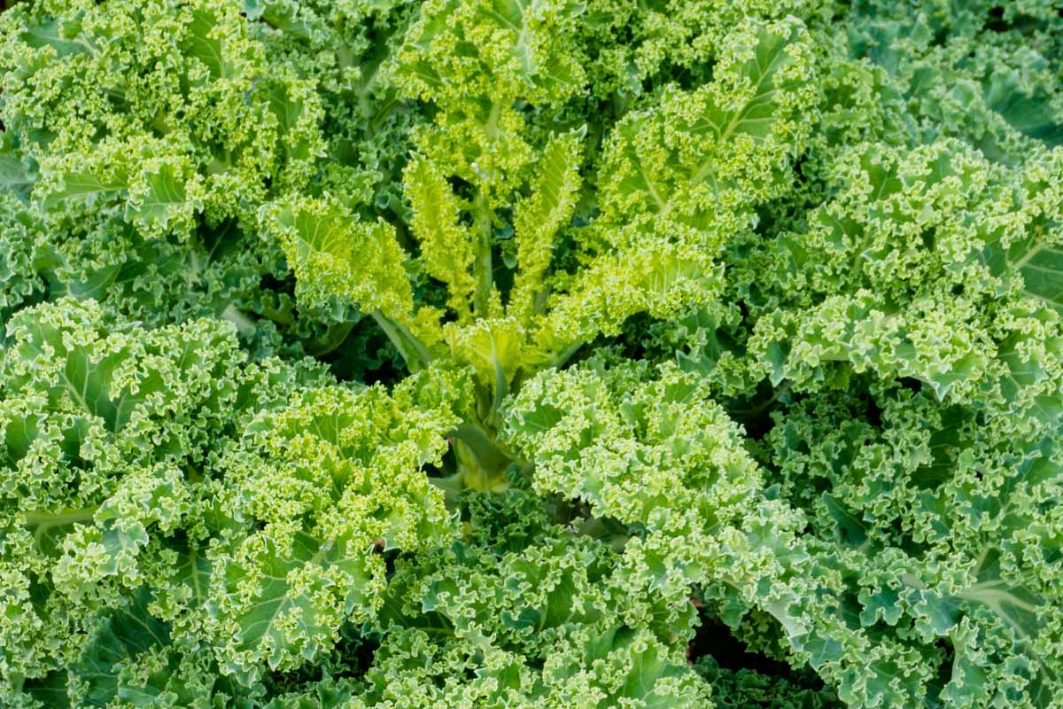 Top down view of a large, healthy curly leaved kale plant.