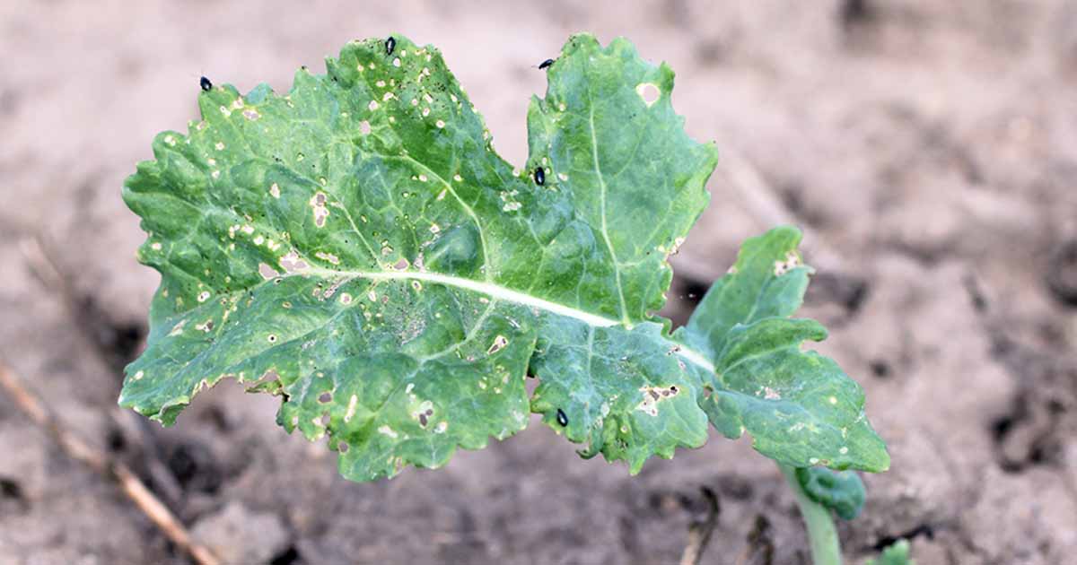 what pest is eating my kale