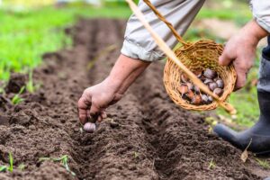 A close up of a man's hand, planting a garlic bulb in a small furrow in the soil. His other hand is holding a wicker basket, containing more garlic bulbs. The background is soft focus soil and grass.