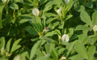 A close up of a bee on a fenugreek plant. Lush green foliage contrasts with tiny white flowers just ready to bloom, in the bright sunlight.