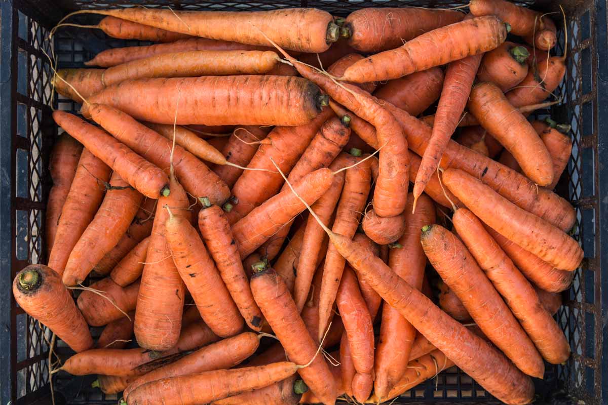 A close up picture of a brown plastic basket full of harvested bright orange carrots with their green foliage removed.