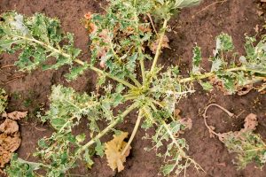How to Naturally Kill Insects on Kale: The Best Organic Solutions
