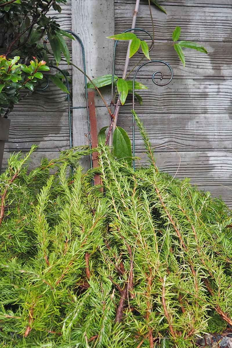 Evergreen boughs arranged over a clematis vine growing up a metal trellis on a wooden fence.