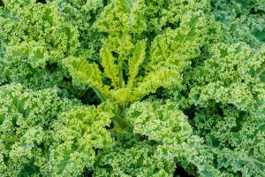 How to Harvest and Store Kale Seeds